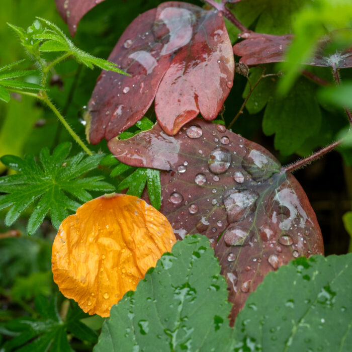 Blätter mit Wassertropfen