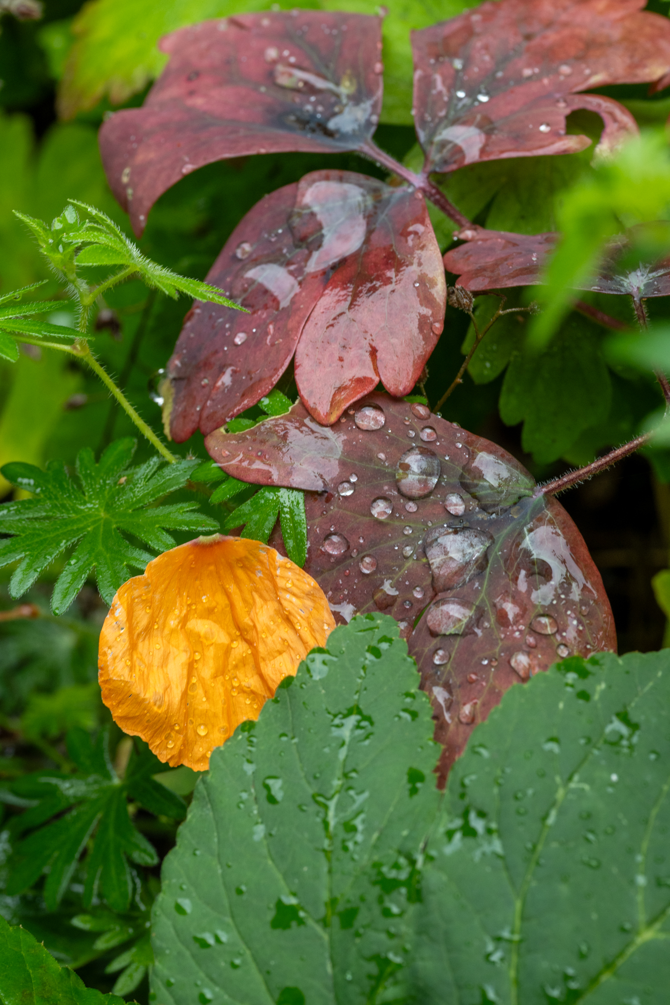 Blätter mit Wassertropfen