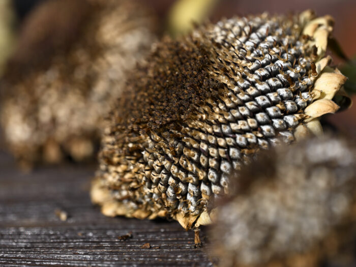 67 Getrockneter Sonnenblumenkopf auf einem Tisch
