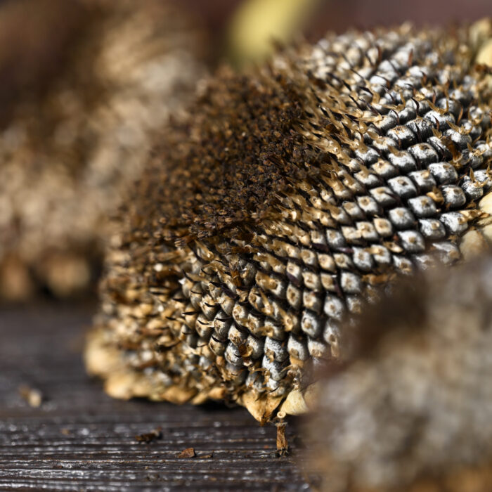 67 Getrockneter Sonnenblumenkopf auf einem Tisch