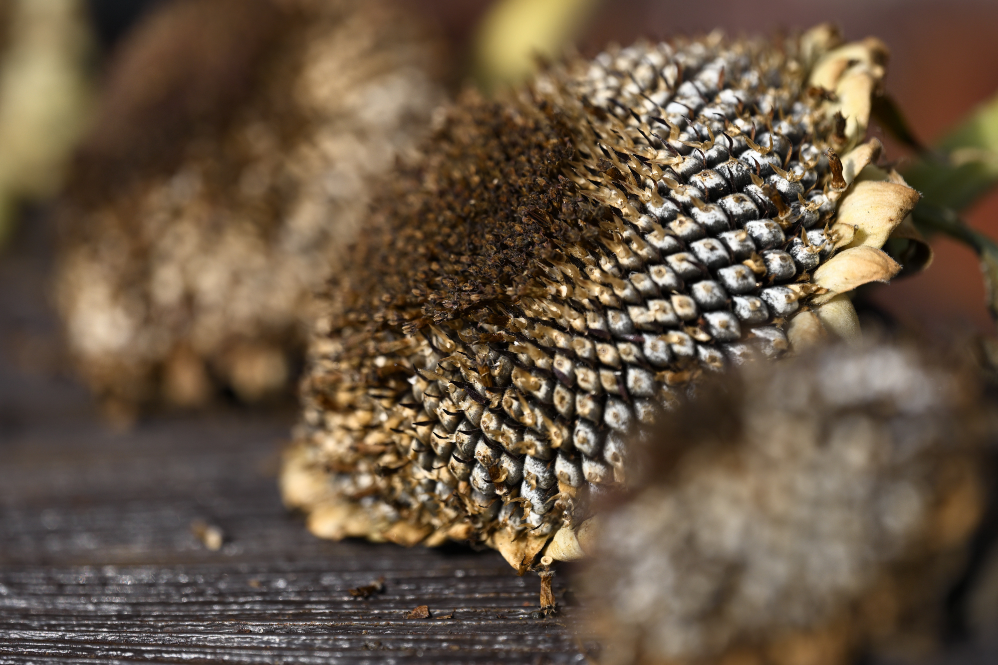 67 Getrockneter Sonnenblumenkopf auf einem Tisch