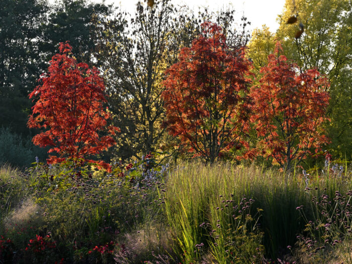Drei herbstlich rot gefärbte Bäume im Park der Gärten