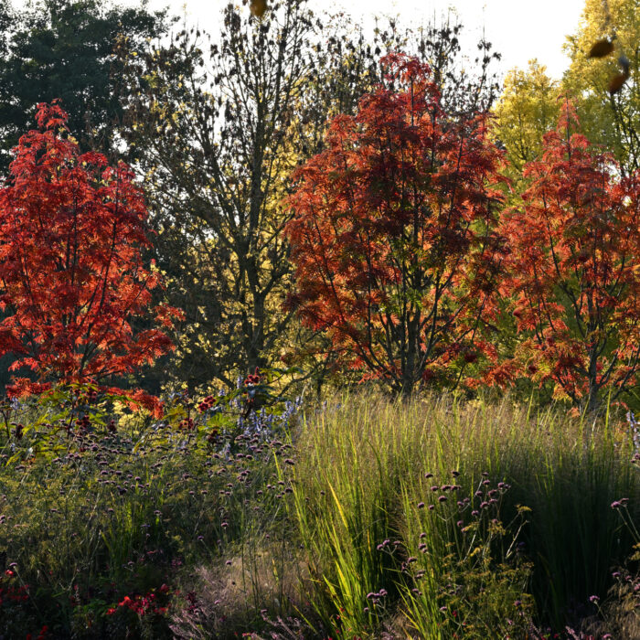 Drei herbstlich rot gefärbte Bäume im Park der Gärten