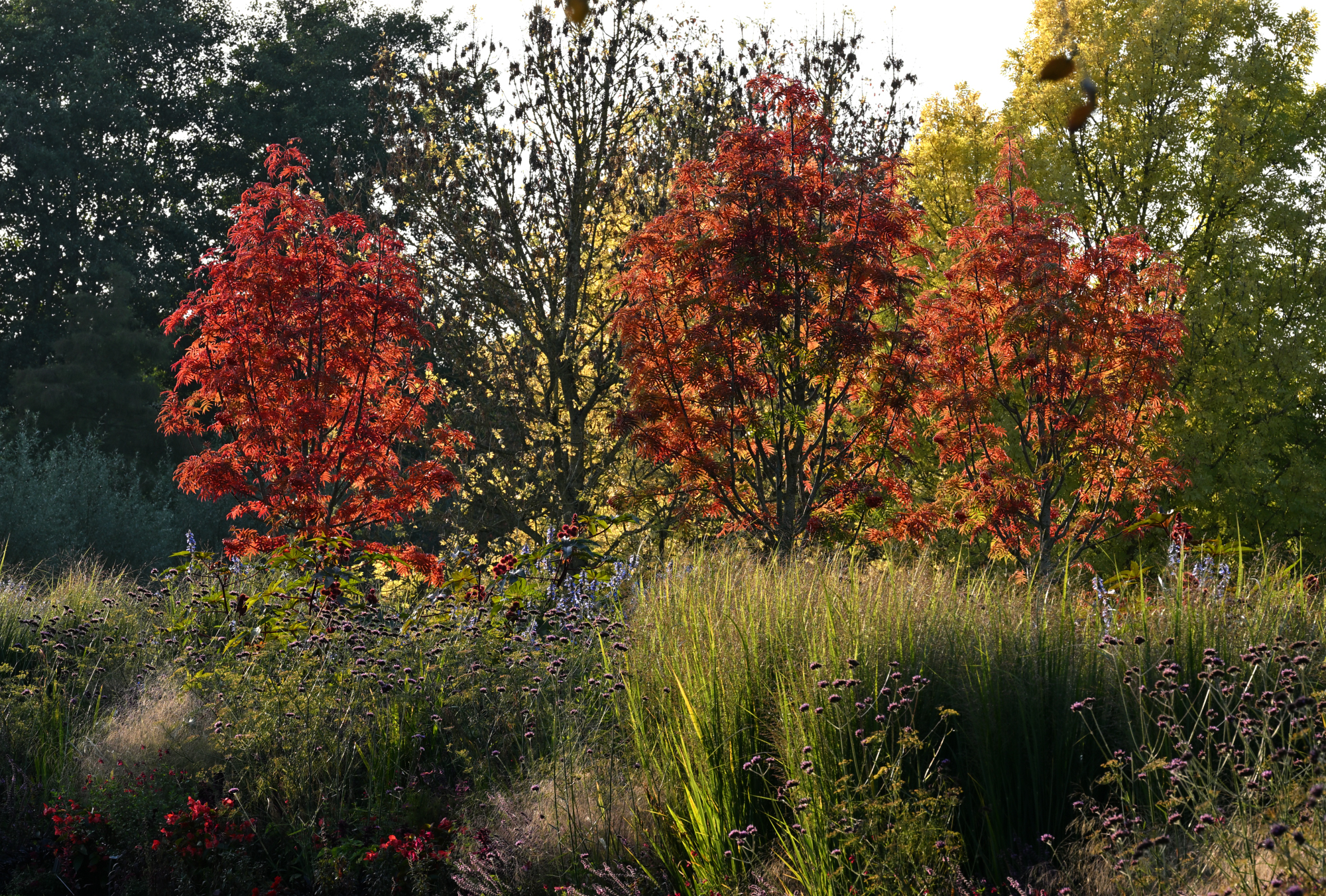 Drei herbstlich rot gefärbte Bäume im Park der Gärten