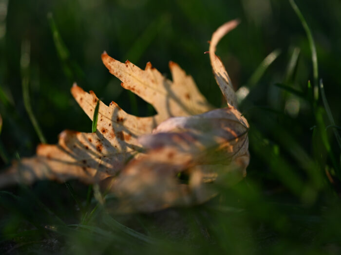68 verwelktes Blatt im Gras mit großer Unschärfe