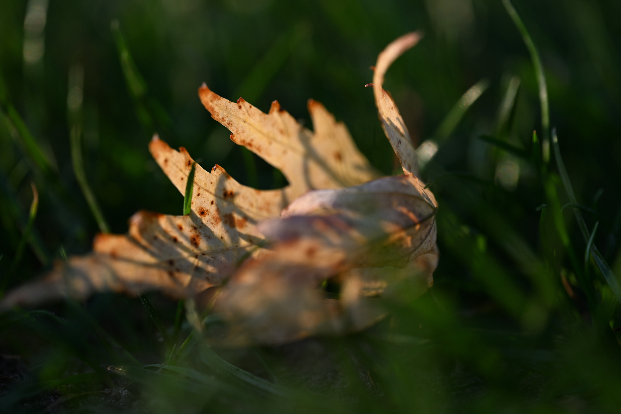 68 verwelktes Blatt im Gras mit großer Unschärfe