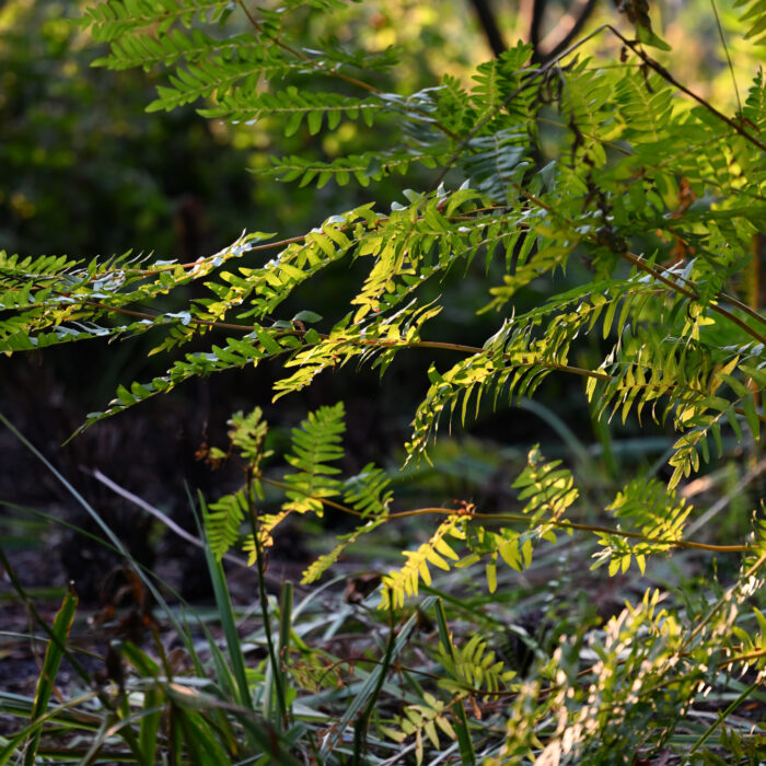 Sträucher im Sonnenlicht der Abenddämmerung