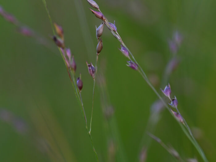 65 Grashalme mit Blüten