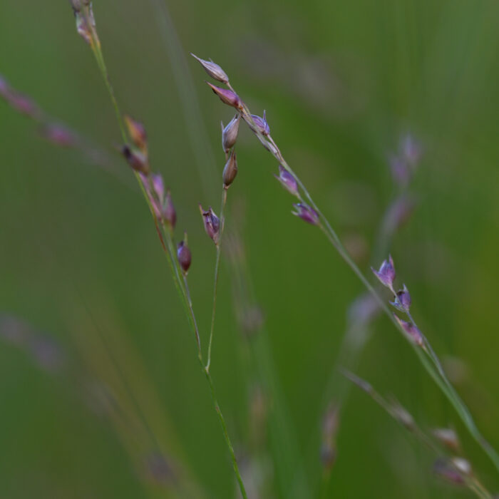65 Grashalme mit Blüten