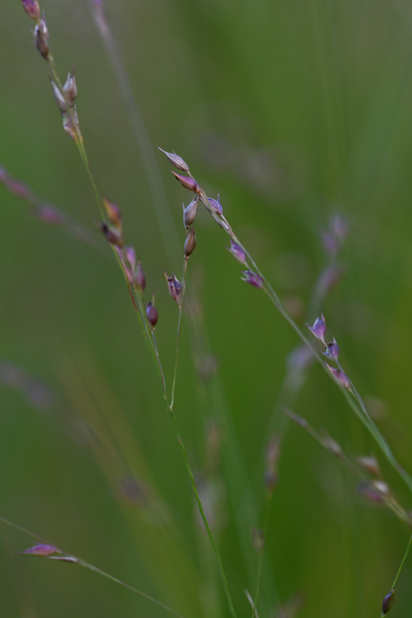 65 Grashalme mit Blüten