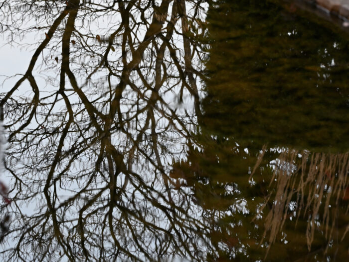 Ein kahler Strauch, der sich in einer Wasseroberfläche spiegelt