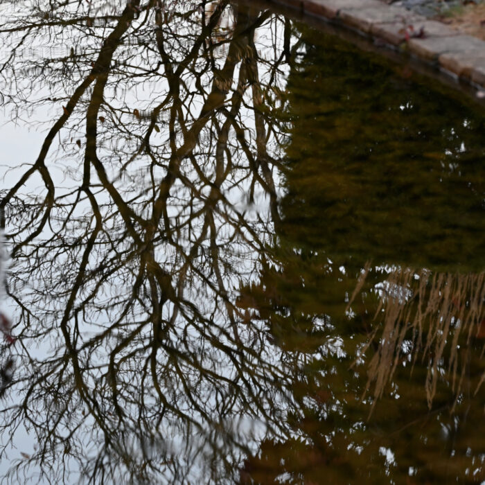 Ein kahler Strauch, der sich in einer Wasseroberfläche spiegelt