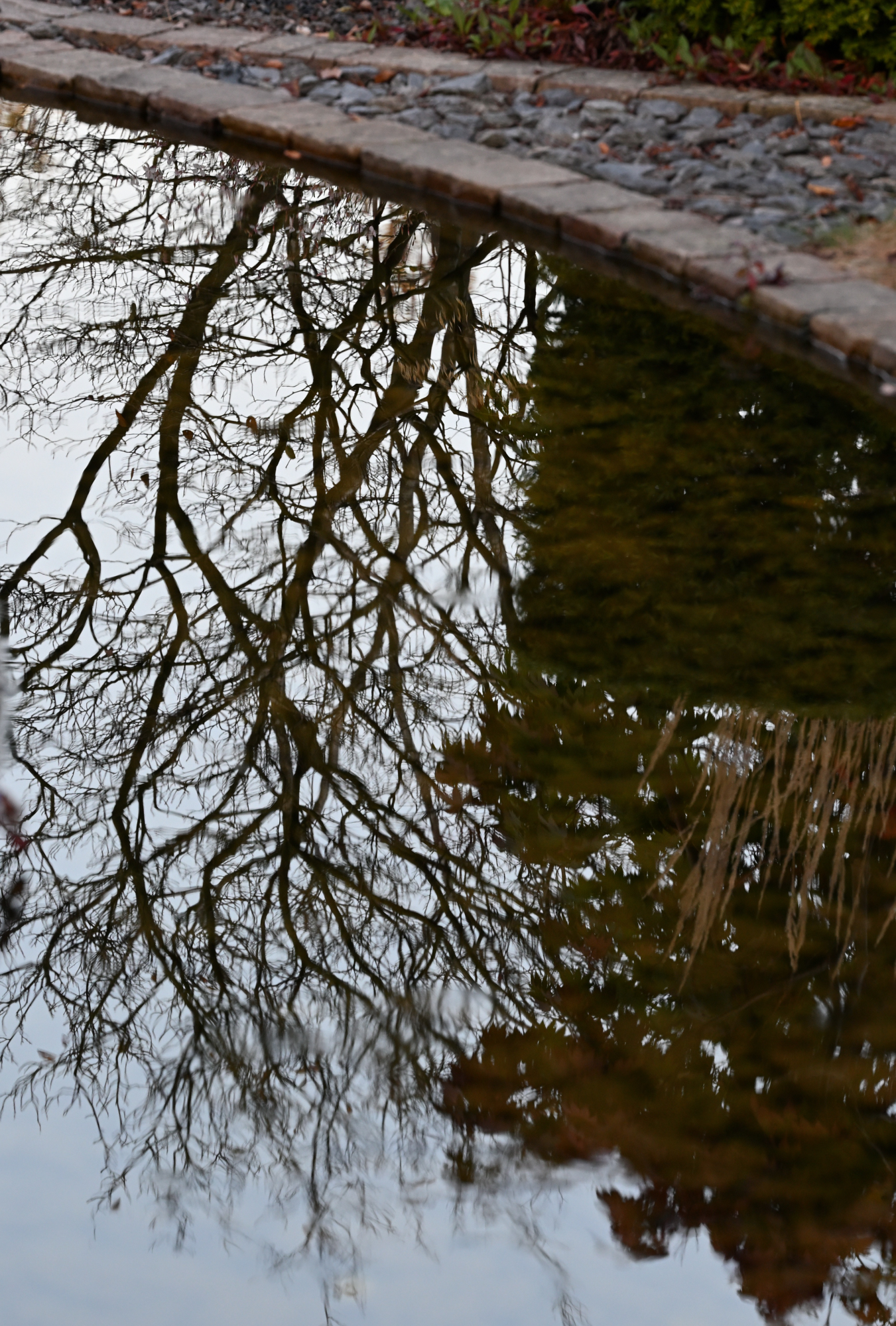 Ein kahler Strauch, der sich in einer Wasseroberfläche spiegelt