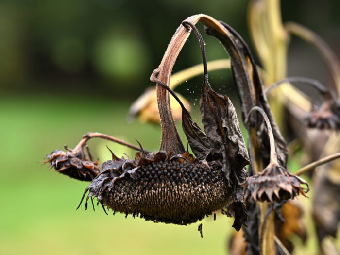 Verblühte Sonnenblume