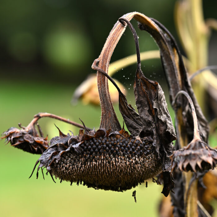 Verblühte Sonnenblume