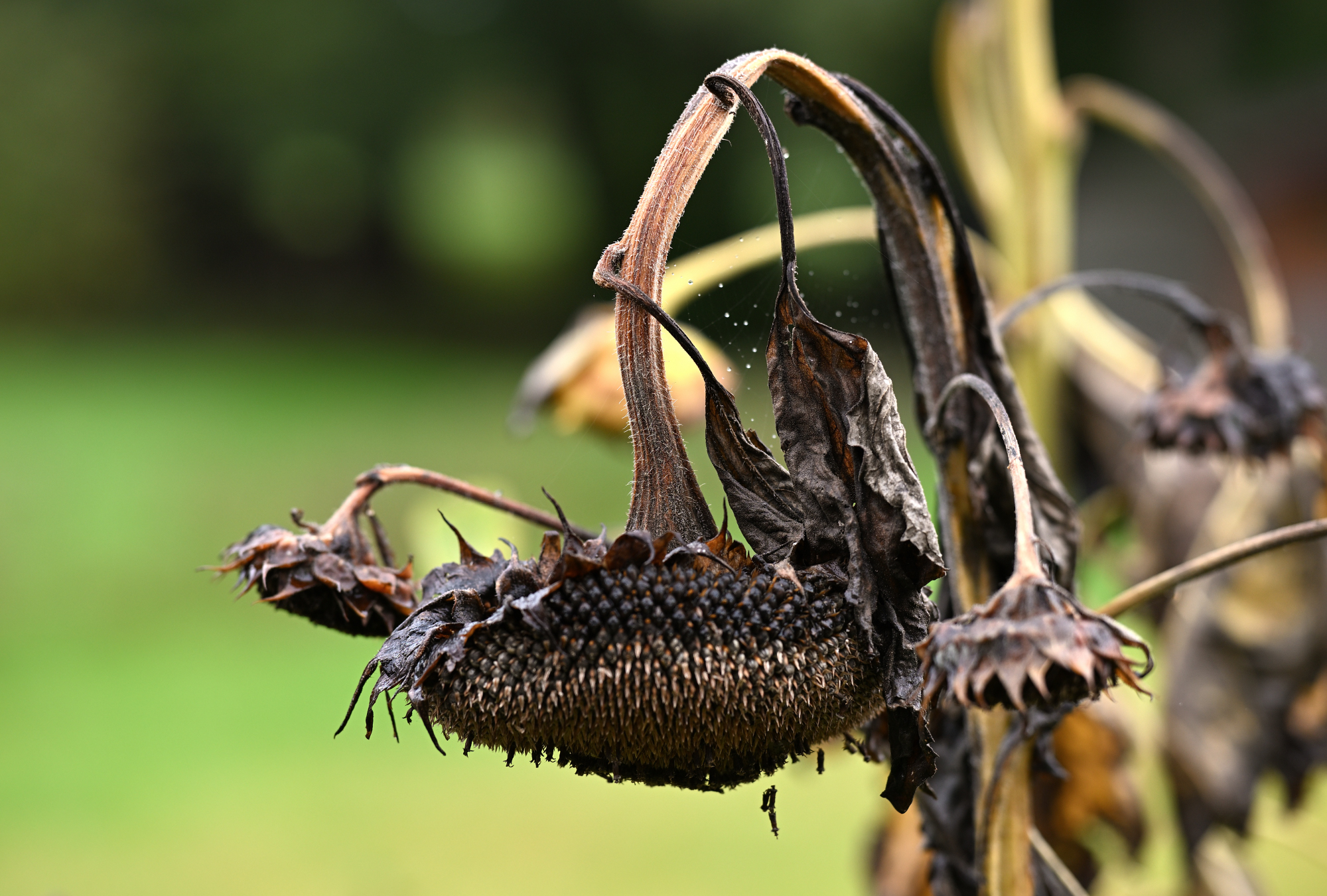 Verblühte Sonnenblume