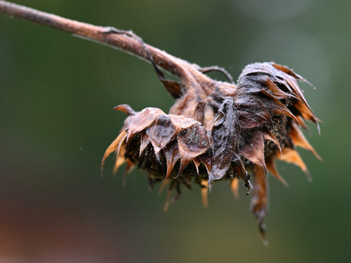 verblühte und verdorrte Sonnenblume im Herbst