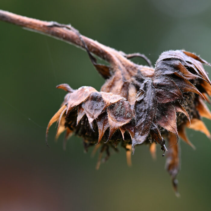 verblühte und verdorrte Sonnenblume im Herbst