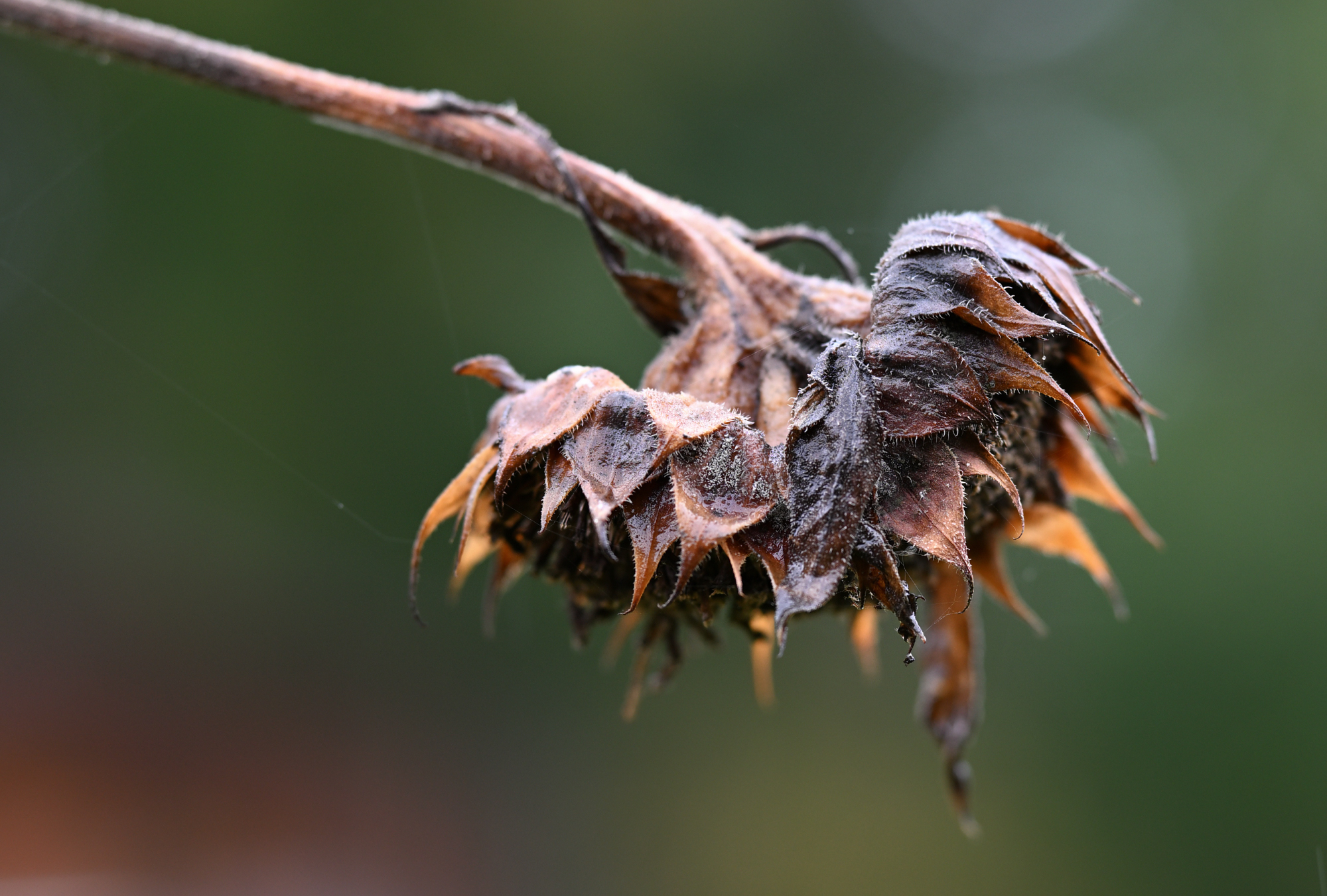 verblühte und verdorrte Sonnenblume im Herbst