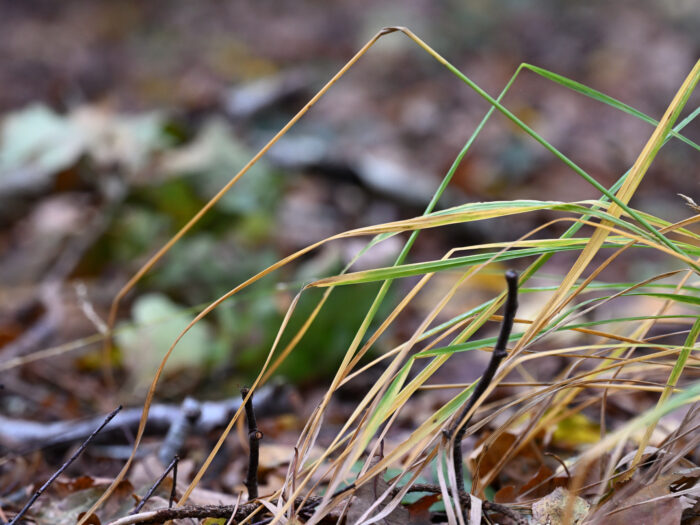 72 Gräser am Waldboden