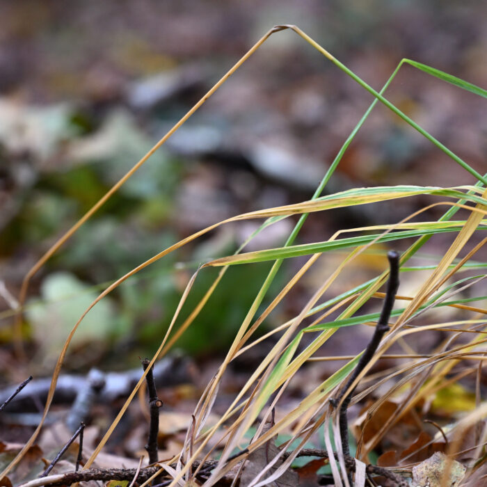72 Gräser am Waldboden