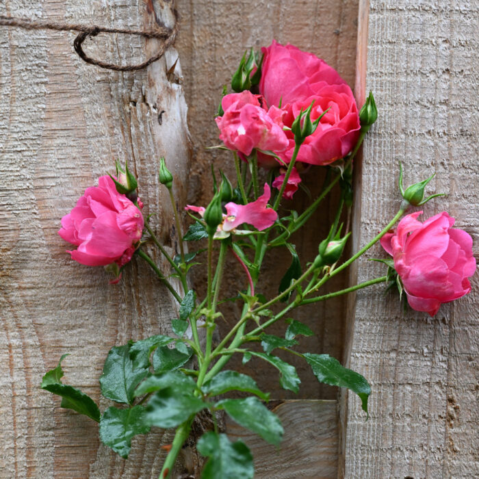 90 Rosen vor einem Bretterzaun