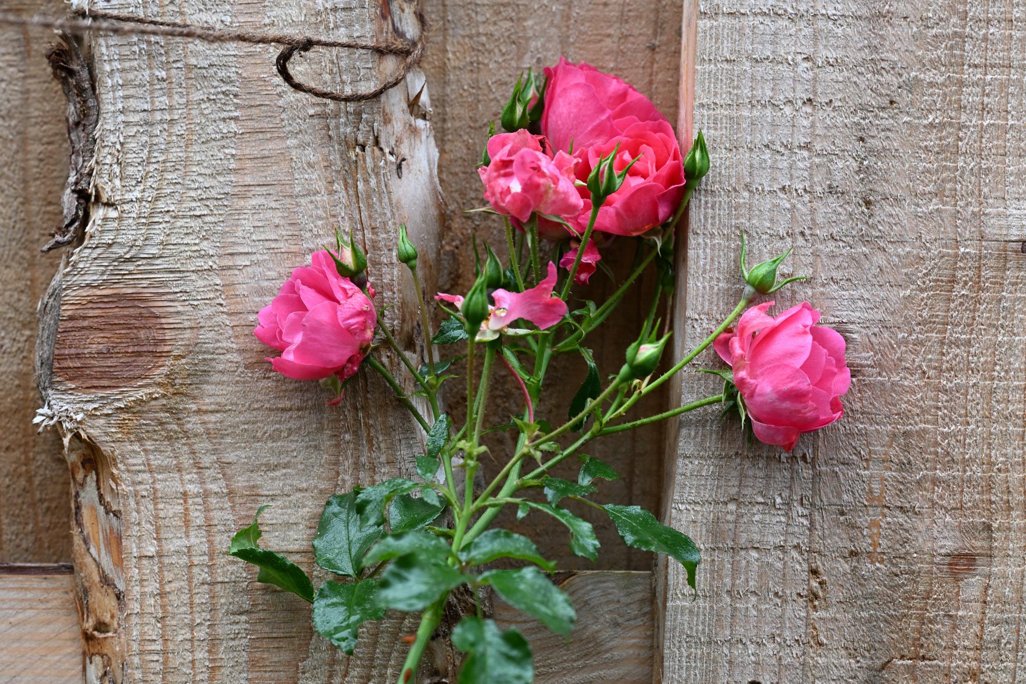 90 Rosen vor einem Bretterzaun