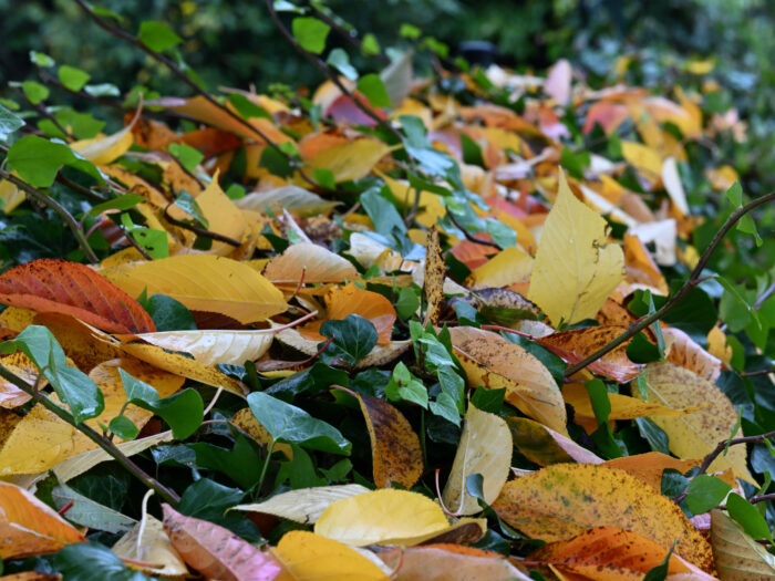 94 Herbstlaub auf einer Efeuhecke