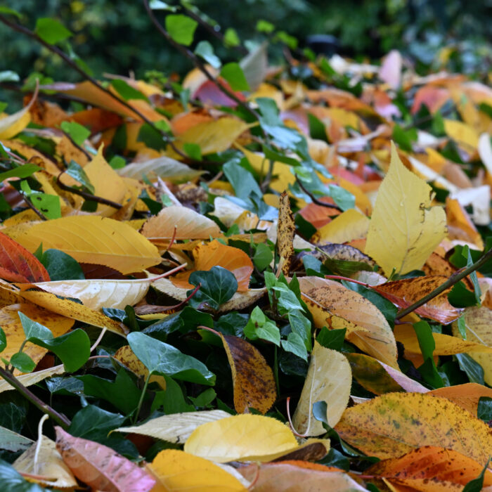 94 Herbstlaub auf einer Efeuhecke