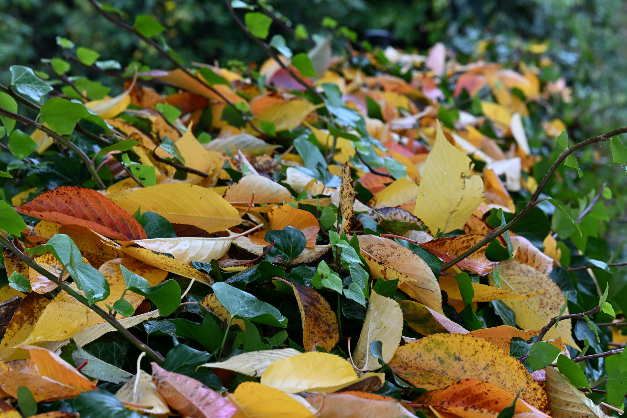 94 Herbstlaub auf einer Efeuhecke