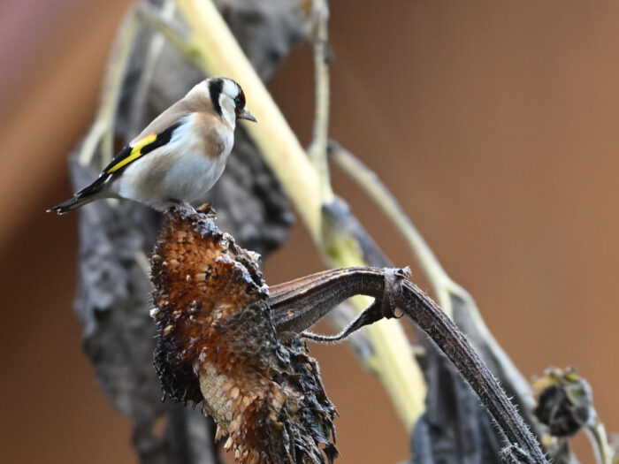 100 - Distelfink auf einer verblühten Sonnenblume