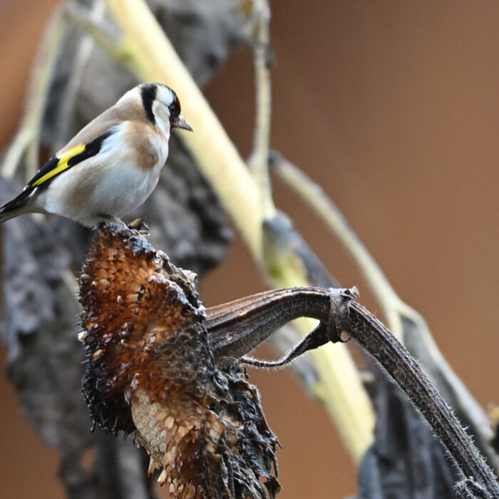 100 - Distelfink auf einer verblühten Sonnenblume