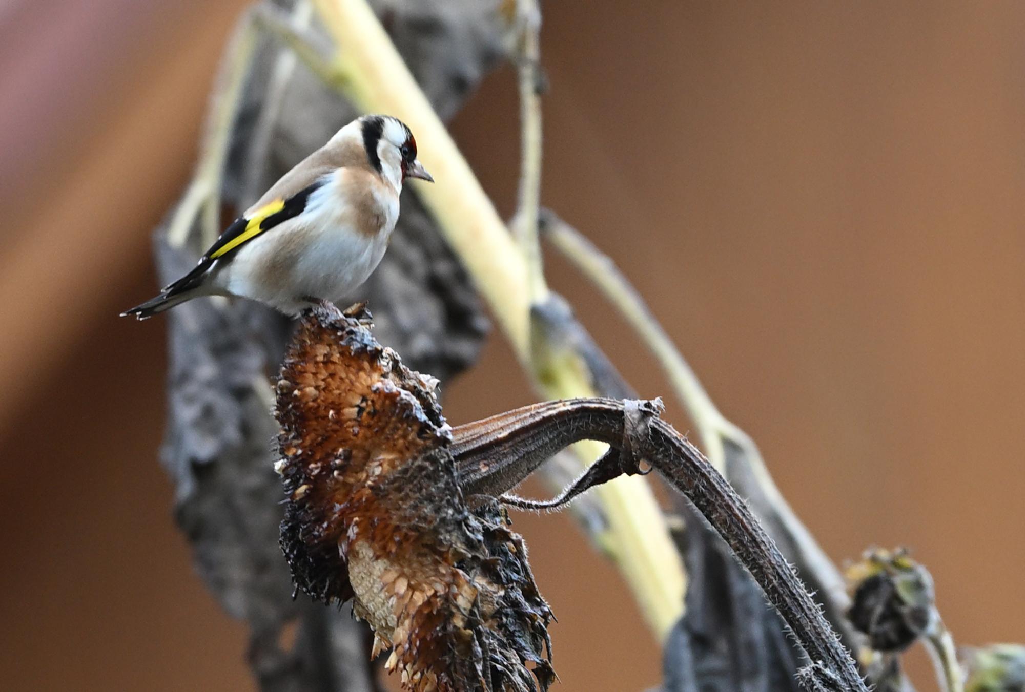 100 - Distelfink auf einer verblühten Sonnenblume