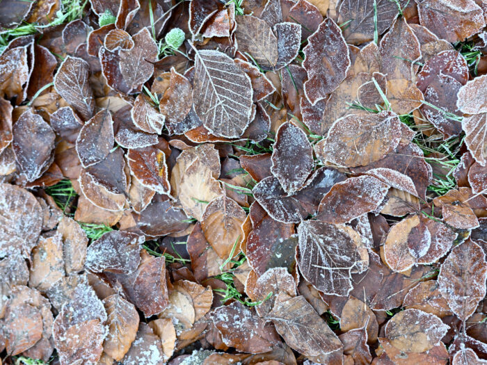 105 gefrorenes Laub auf dem Boden