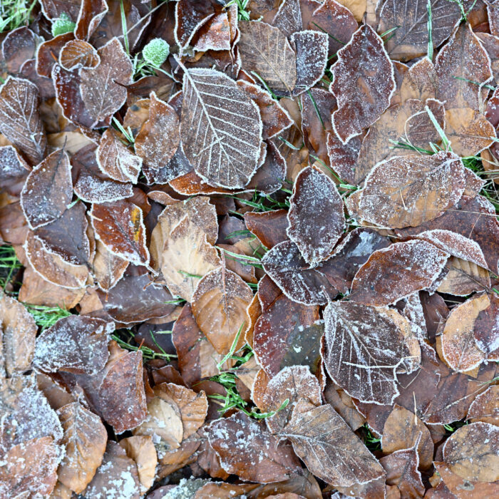 105 gefrorenes Laub auf dem Boden