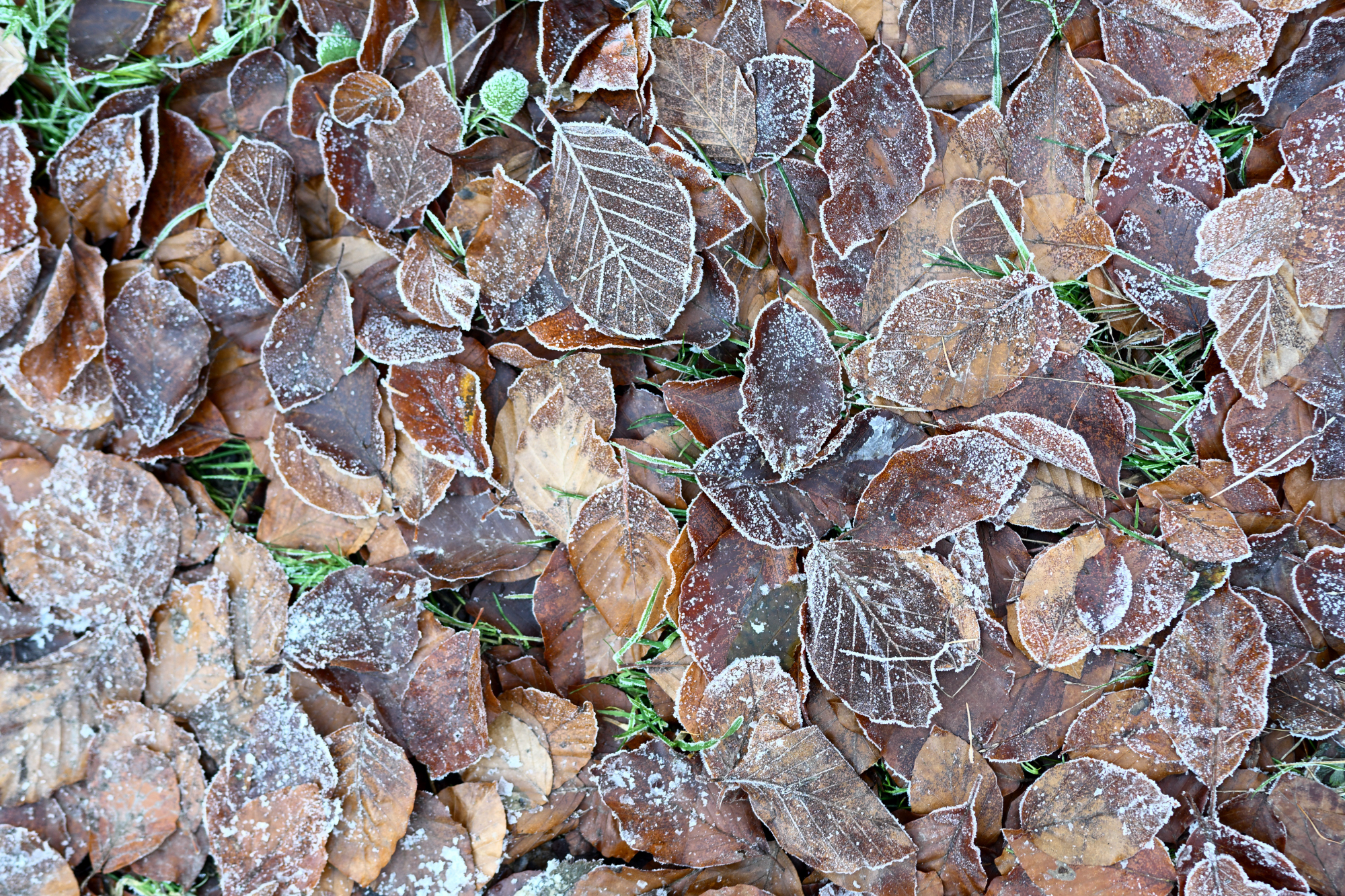 105 gefrorenes Laub auf dem Boden