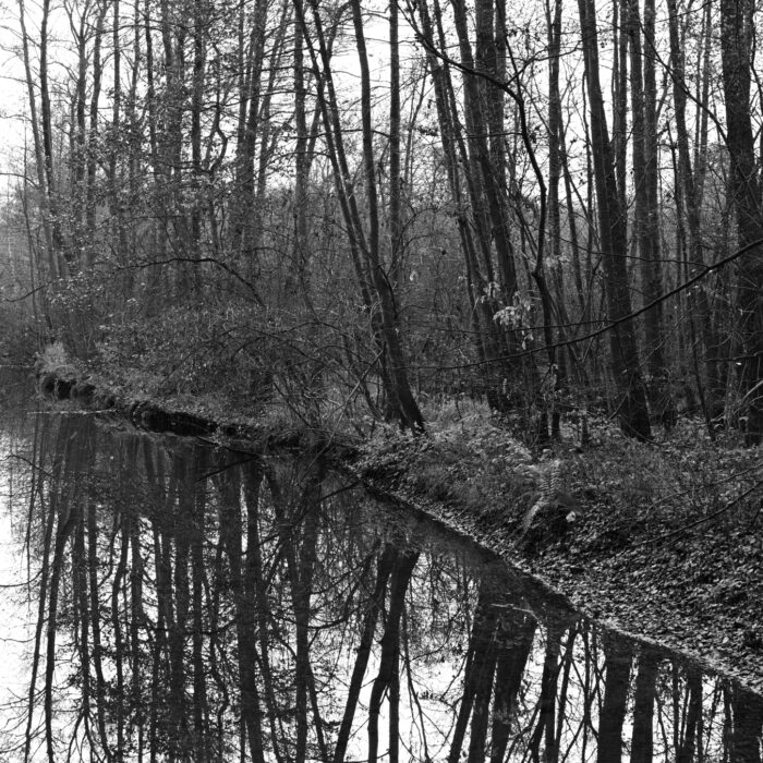102 Bäume spiegeln sich im Wasser