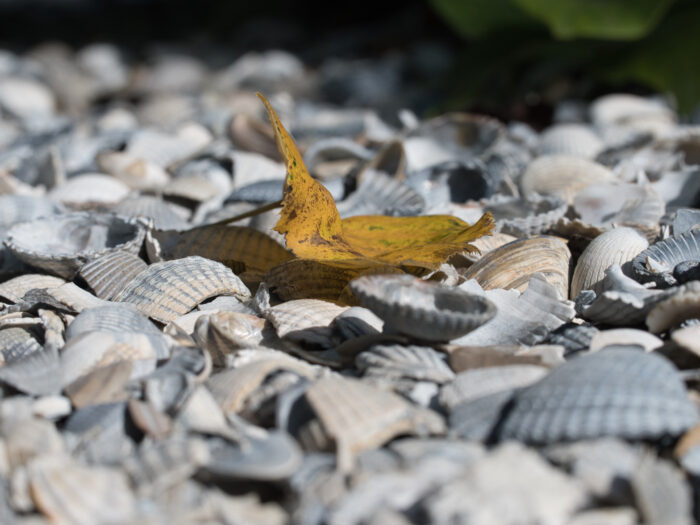 75 Blatt auf Muscheln