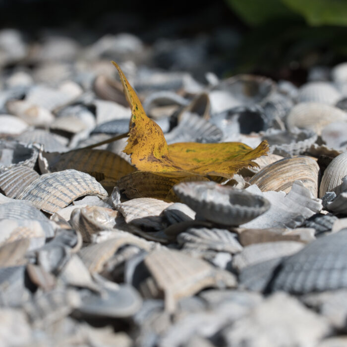 75 Blatt auf Muscheln