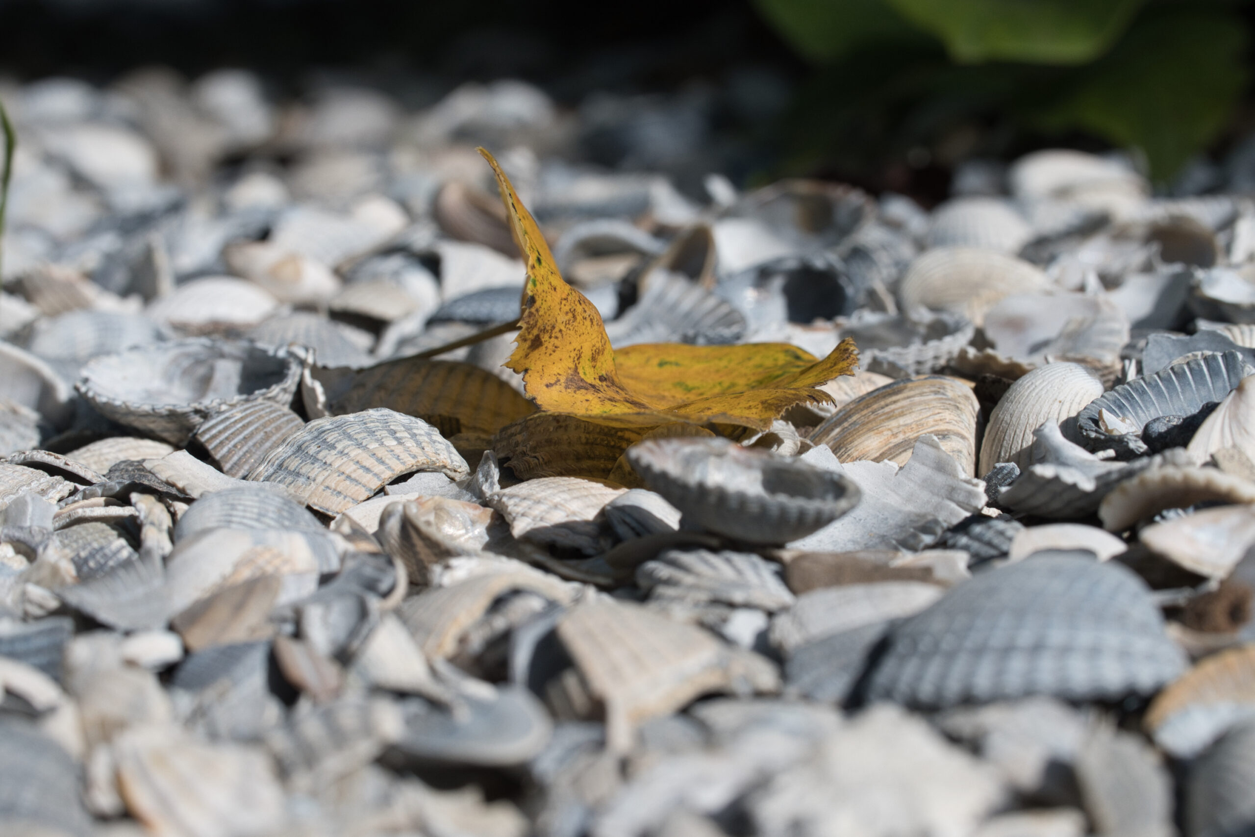 75 Blatt auf Muscheln