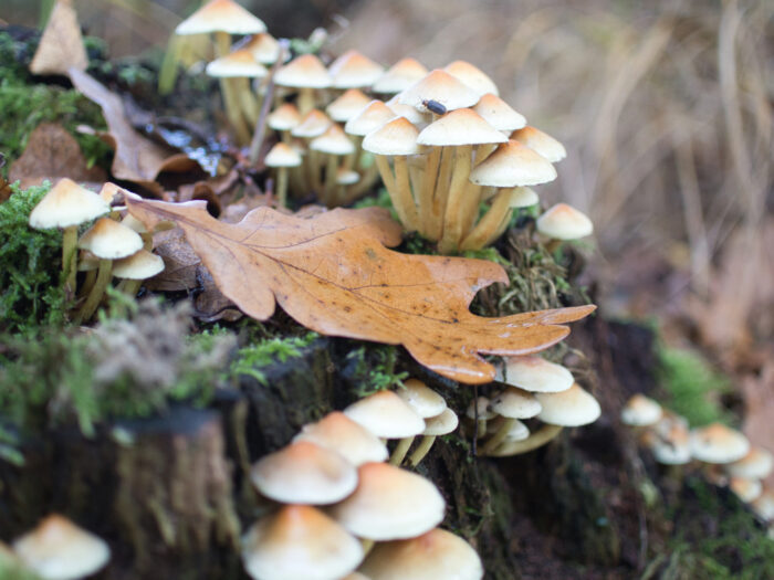 124 Pilze auf totem Holz