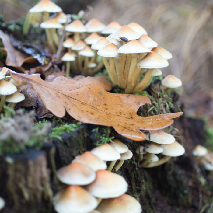 124 Pilze auf totem Holz