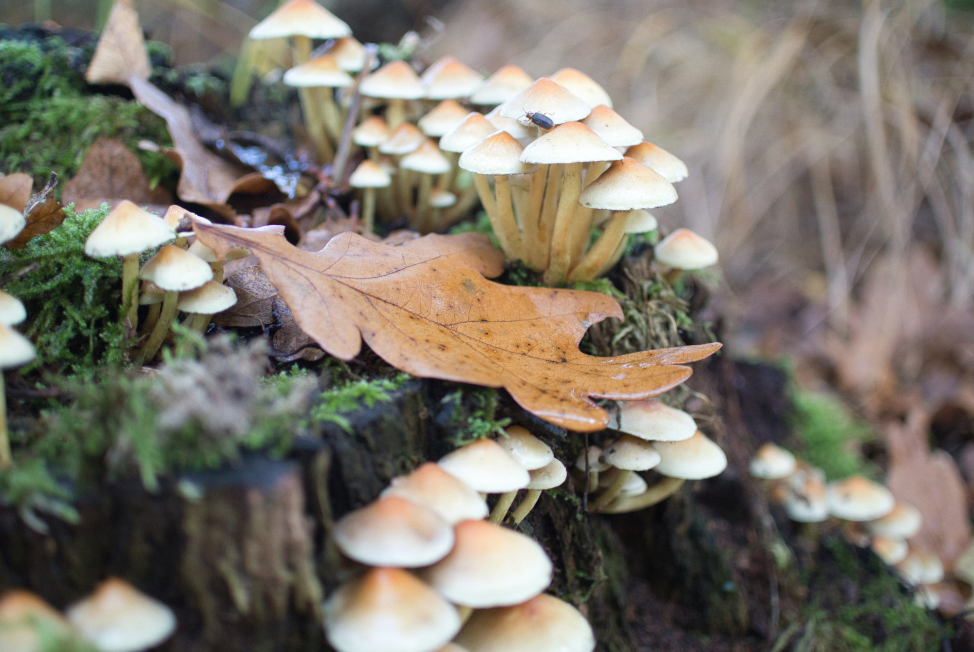 124 Pilze auf totem Holz