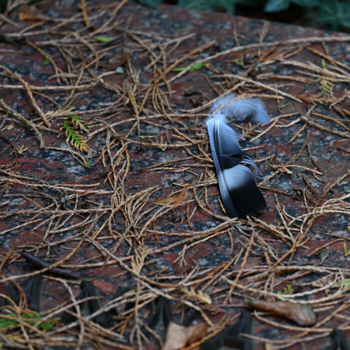 126 Vogelfeder auf einer Grabplatte