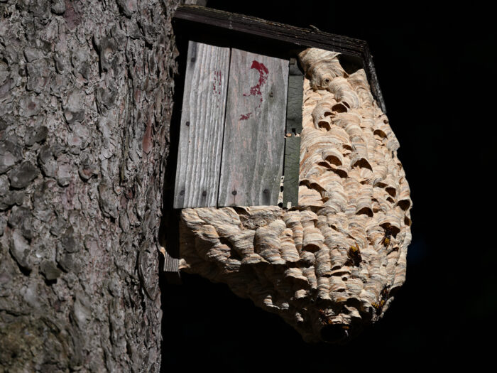 123 Hornissennest in einem Nistkasten
