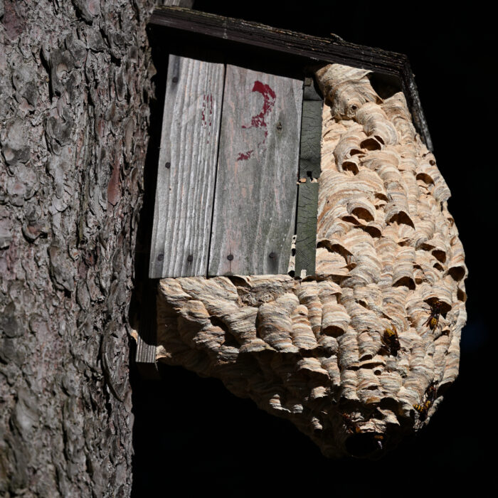 123 Hornissennest in einem Nistkasten