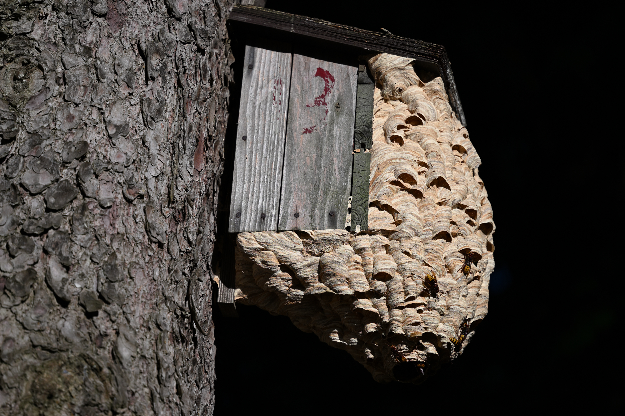 123 Hornissennest in einem Nistkasten