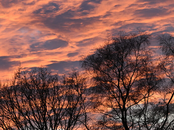 109 Abendhimmel vor laublosen Bäumen