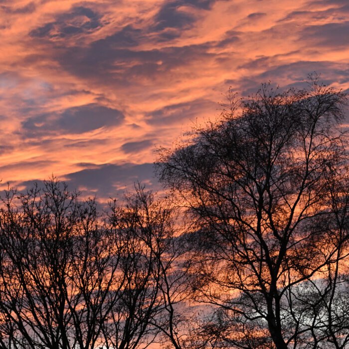 109 Abendhimmel vor laublosen Bäumen