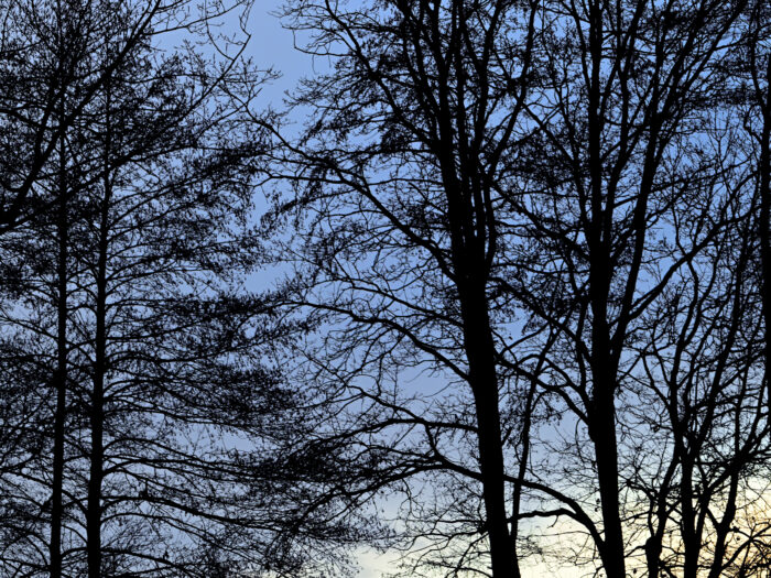 137 Laublose Baumkronen vor blauem Winterhimmel